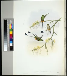 Ecuador Racket-tail (spathura solstitialis)