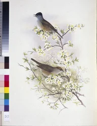 Eurasian Blackcap (Sylvia atricapilla)