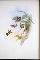 Frilled Coquette