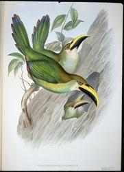 Golden-green Groovebill Toucan