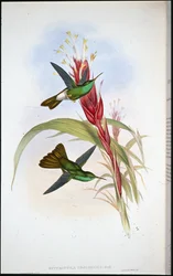 Golden-tailed Plumeleteer (Hypuroptila Urochrysia)