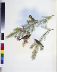 Golden Crested Wren