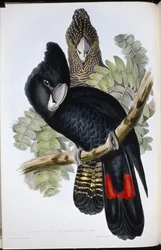 Great Billed Black Cockatoo