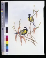 Great Tit (Parus Major)