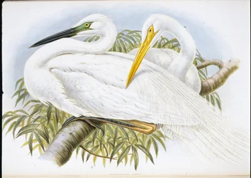 Great White Egret