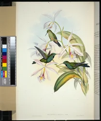 Green-crowned Brilliant (Heliodoxa jacula)