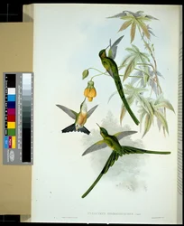 Green-tailed Sylph