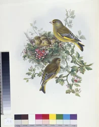 Greenfinch