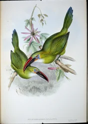 Groove-Bill Toucan