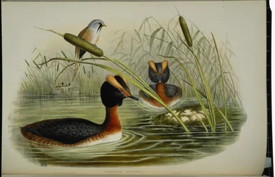 Horned Grebe