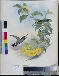 Hummingbirds