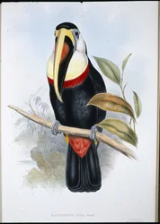Inca Toucan