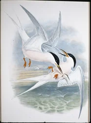 Kite of Glead