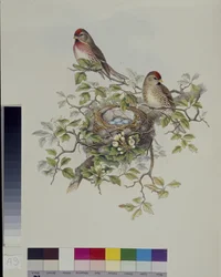 Lesser Redpole