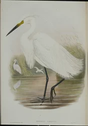 Little Egret