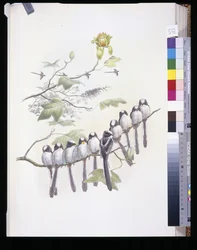Long-Tailed Tit (Mecistura Caudata)