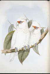 Long-billed Cockatoo (Licmetis nasicus)