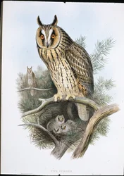Long-eared Owl