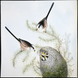 Long-tailed Tit (Mecistura caudata)