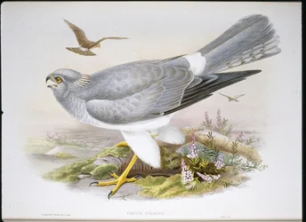 Marsh Harrier (Circus Aeruginosus)