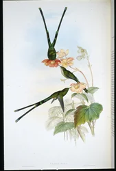 Nouna-koali (Lesbia nuna)