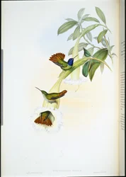 Oenone Hummingbird