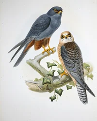 Orange-legged Hobby (Erythropus Vespertinus)