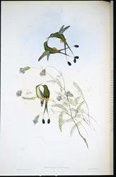 Peruvian Racket-tail