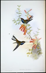 Pied-tail humming bird (Urochroa Bougieri)