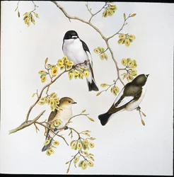 Pied Flycatcher