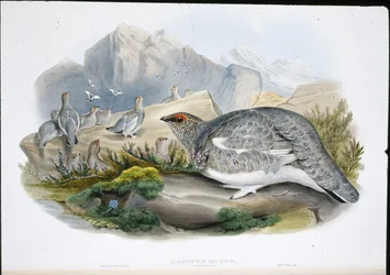 Ptarmigan (Autumn Plumage) (Lagopus Mutus)