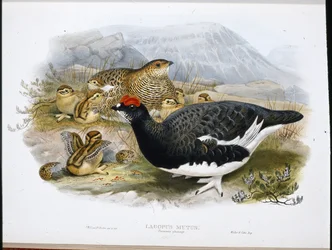 Ptarmigan (Summer Plumage)