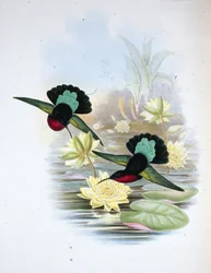 Purple-breasted Carib