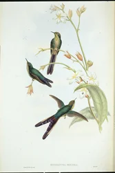 Purple-tailed Comet humming bird