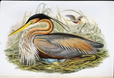 Purple Heron