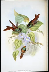 Rainbow (Diphogena Iris)