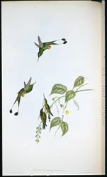 Red-booted Racket-tail