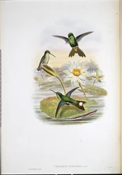 Red-vented White-tip Humming Bird