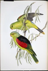 Red-winged Lory