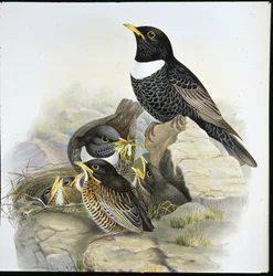 Ring Ouzel (Merula Torquata)