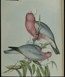 Rose-breasted Cockatoo (Cacatua Eos) (hand-coloured lithograph)