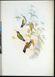 Rufous Flame-bearer (selasphorus rufus)