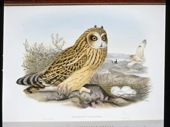Short-eared Owl (Brachyotus Palustris)