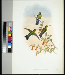 Sapphire-vented Puff-leg (eriocnemis sapphiropygia)