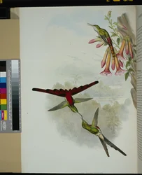 Sappho Comet (cometes sparganurus)