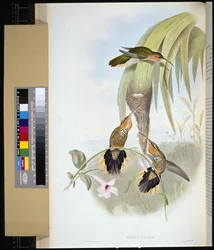 Saw-bill (grypus naevius)