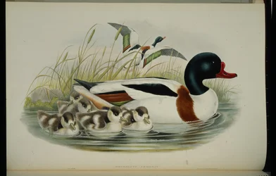 Shelduck
