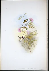 Short-tailed Wood-star