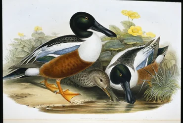 Shoveller Ducks (Spatula Clypeata)