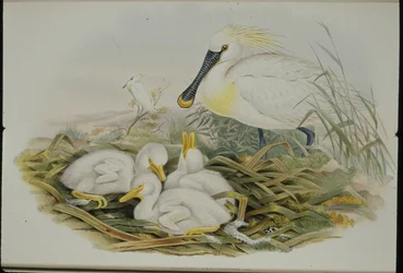 Spoonbill (Platalea Leucorodia)